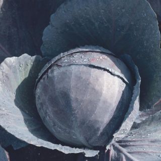 Omero Red Cabbage Thumbnail